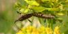 Dicranocephalus albipes